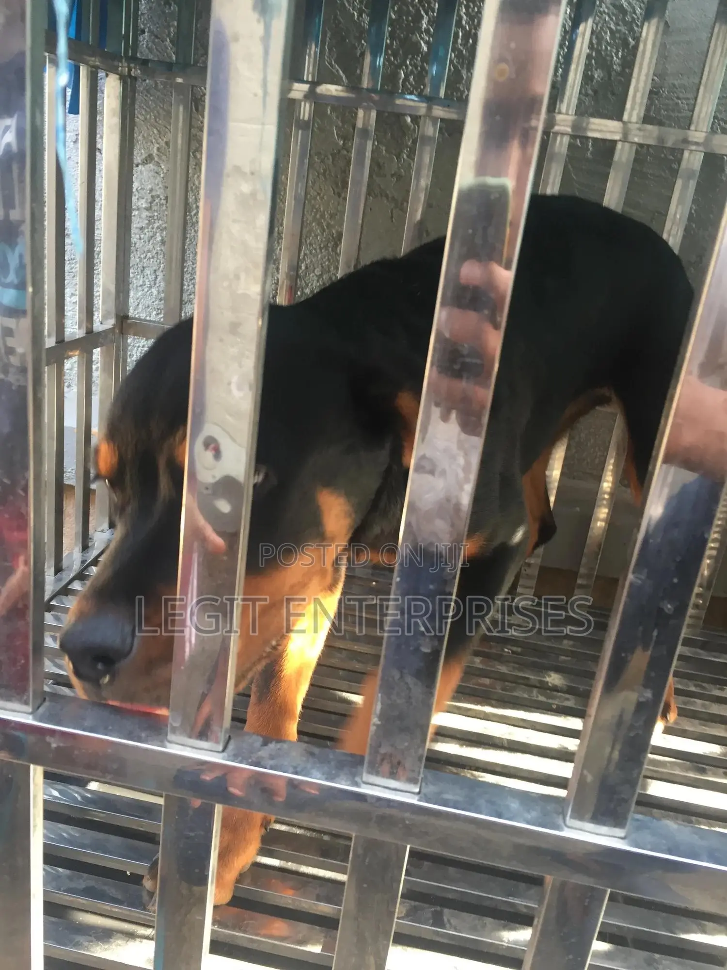 6-12 months Female Purebred Rottweiler