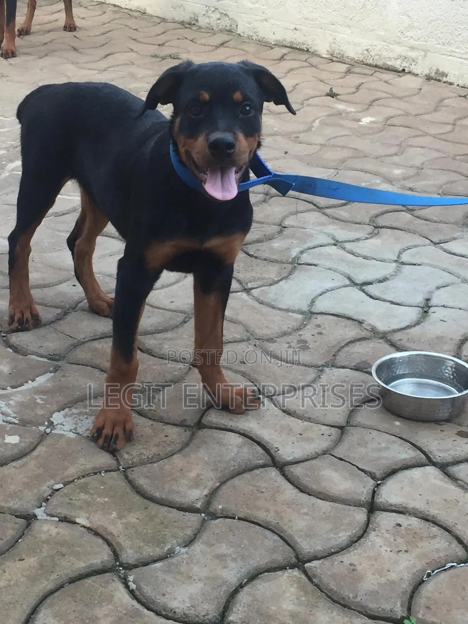 6-12 months Female Purebred Rottweiler