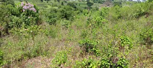 Photo - Maya Jandira 50*100 With Land Title