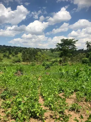 3 Acres for Sale in Kalule-Buvuma After Bombo