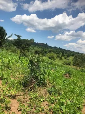 3 Acres for Sale in Kalule-Buvuma After Bombo