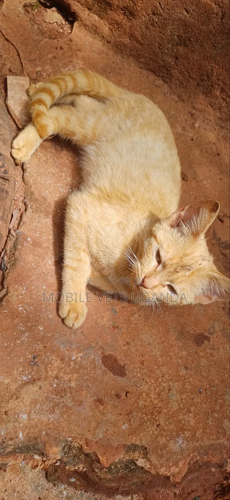 1-3 months Male Purebred American Wirehair