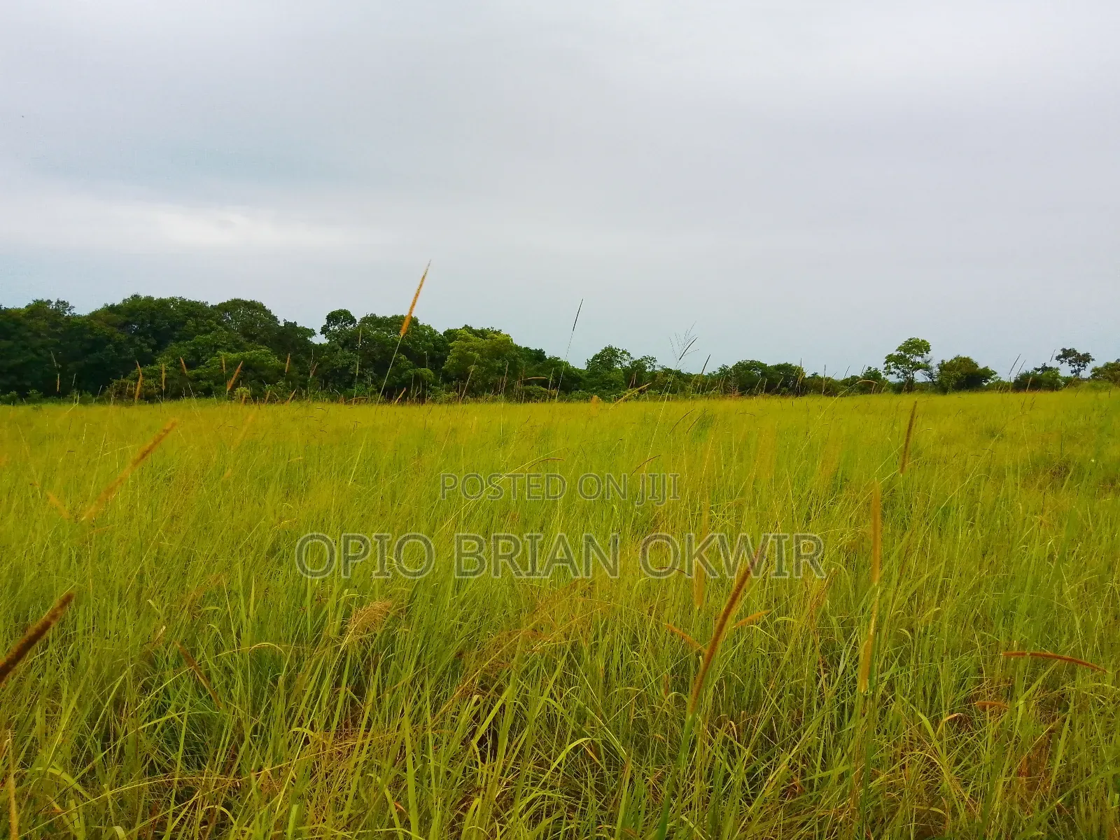 Farmland in Amuru District (50acres)