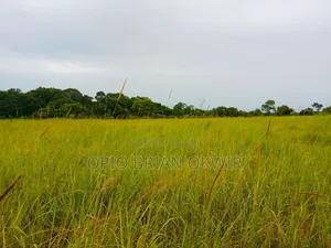Farmland in Amuru District (50acres)