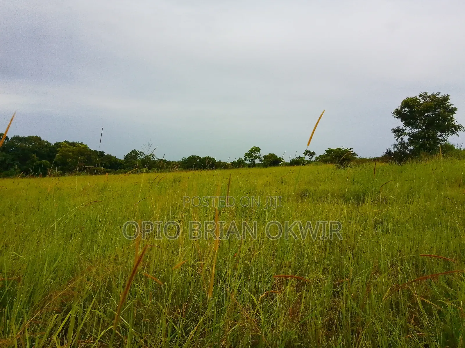 Farmland in Amuru District (50acres)