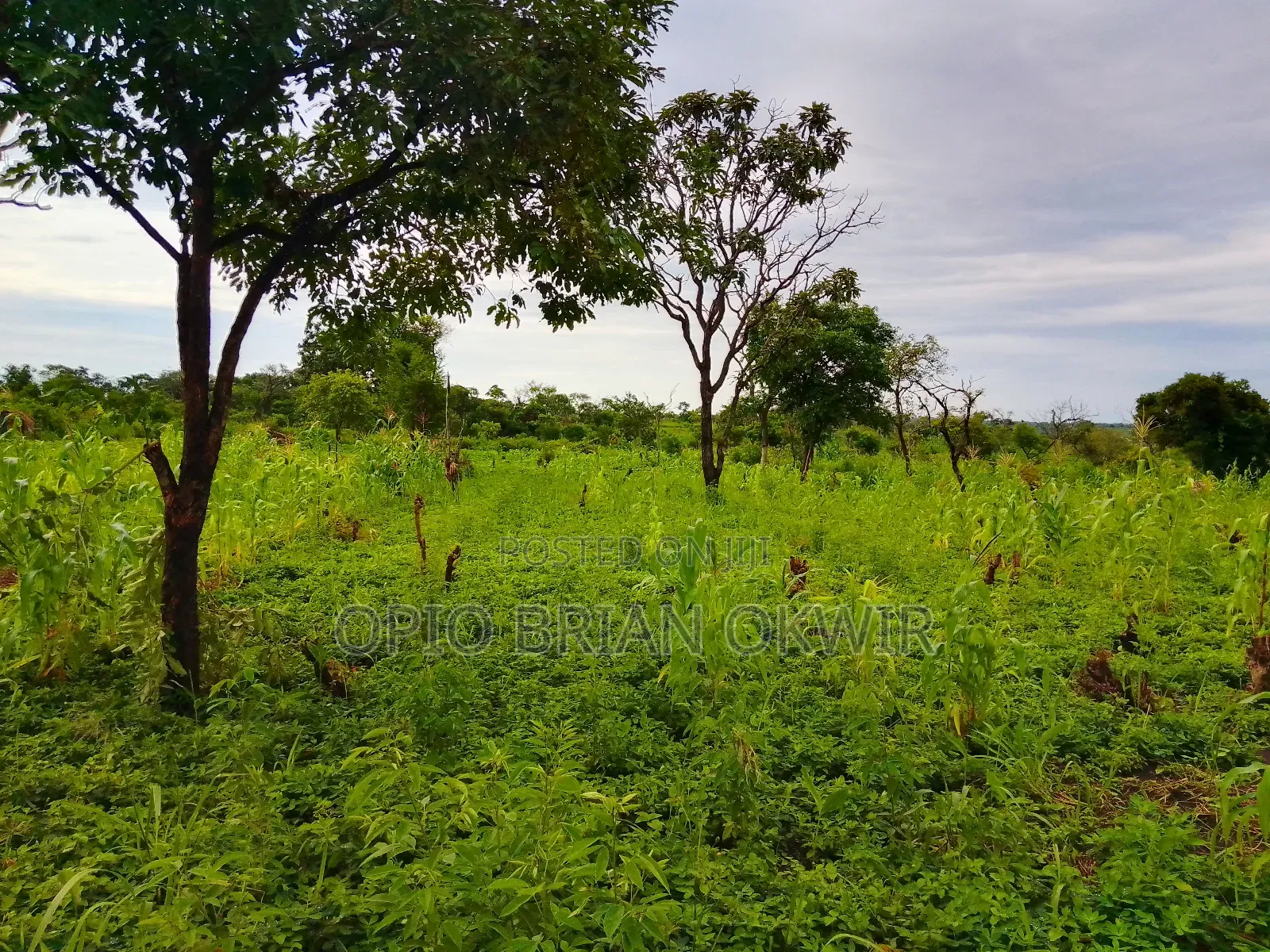 Farmland in Amuru District (50acres)