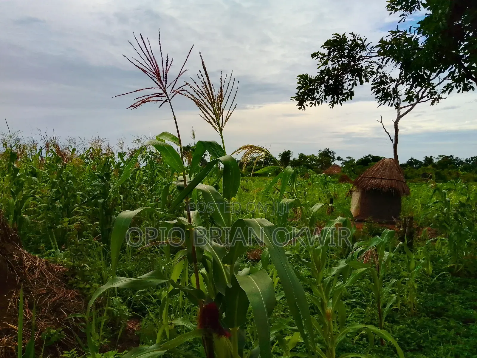 Farmland in Amuru District (50acres)