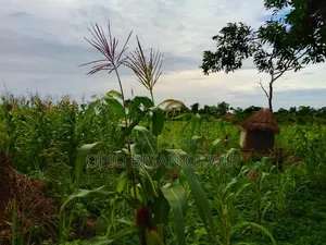 Farmland in Amuru District (50acres)