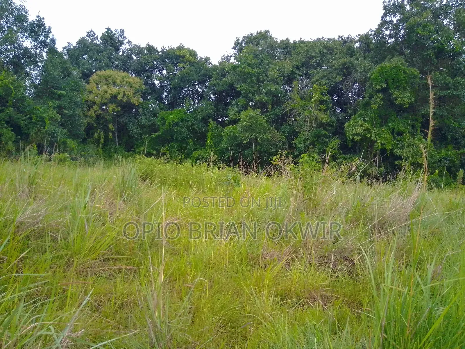Farmland in Amuru District (50acres)
