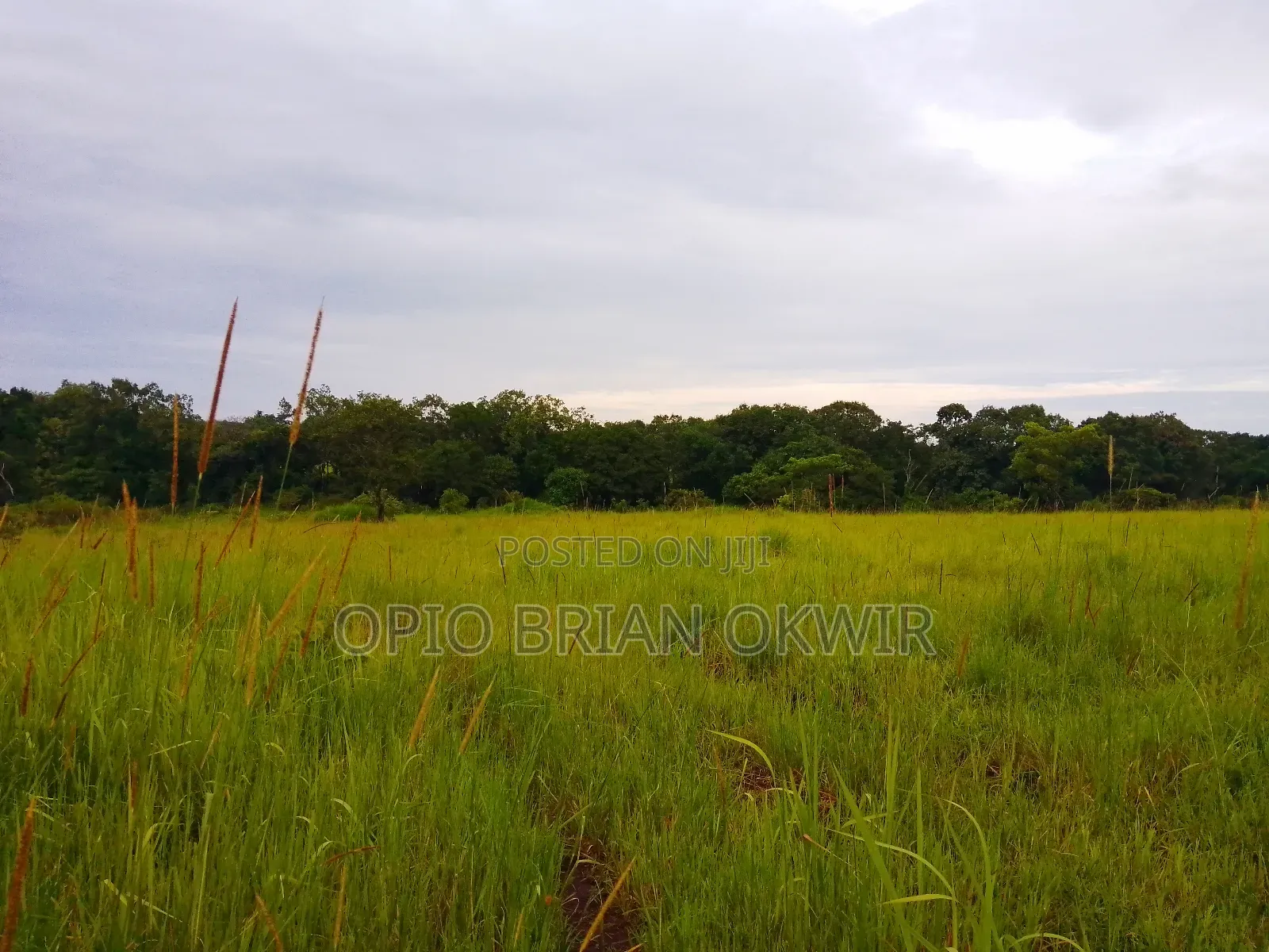 Farmland in Amuru District (50acres)
