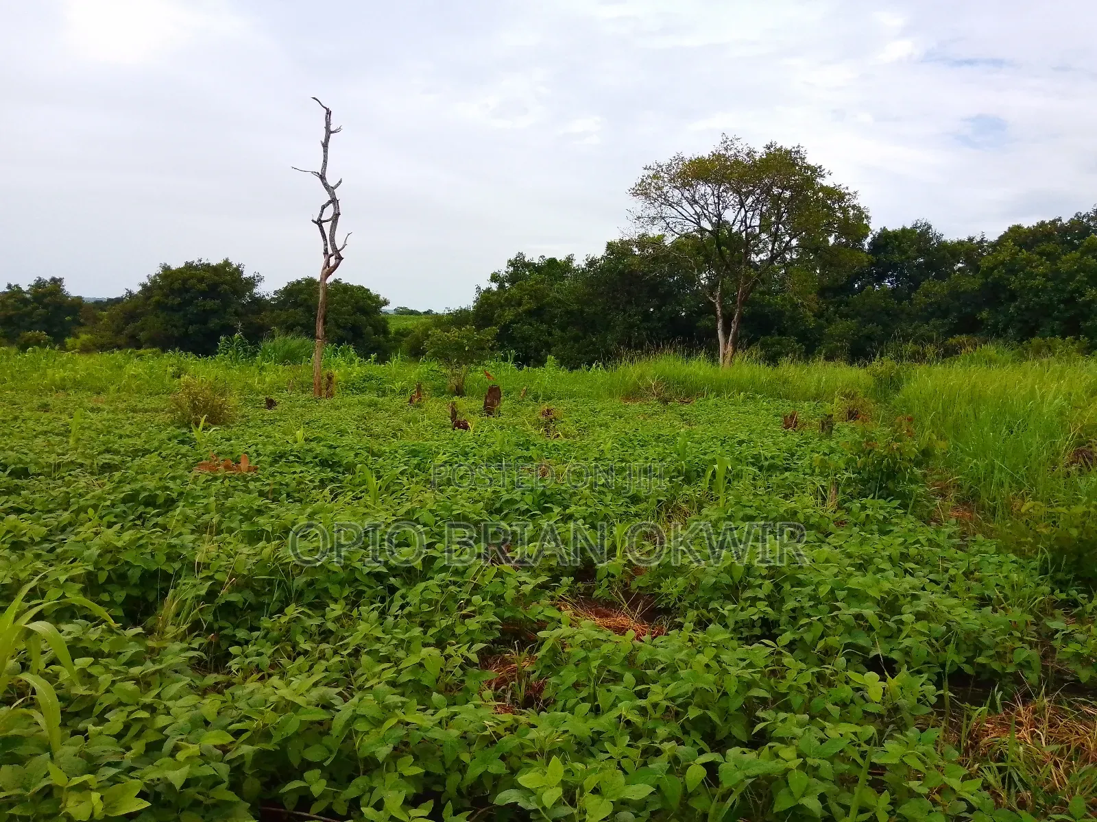 Farmland in Amuru District (50acres)