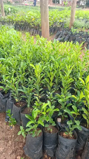 Tangerine Seedlings- 1 Piece