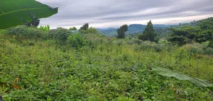 Photo - 1.33 Ecar of Land for Sell I Nakasozi Buddo