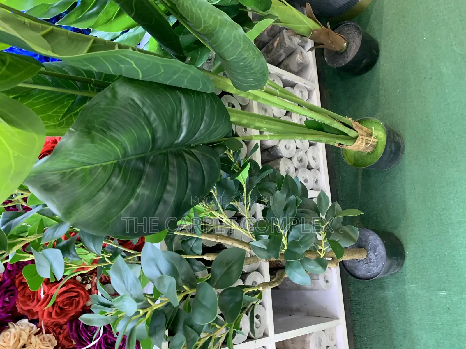 Home Plants Each