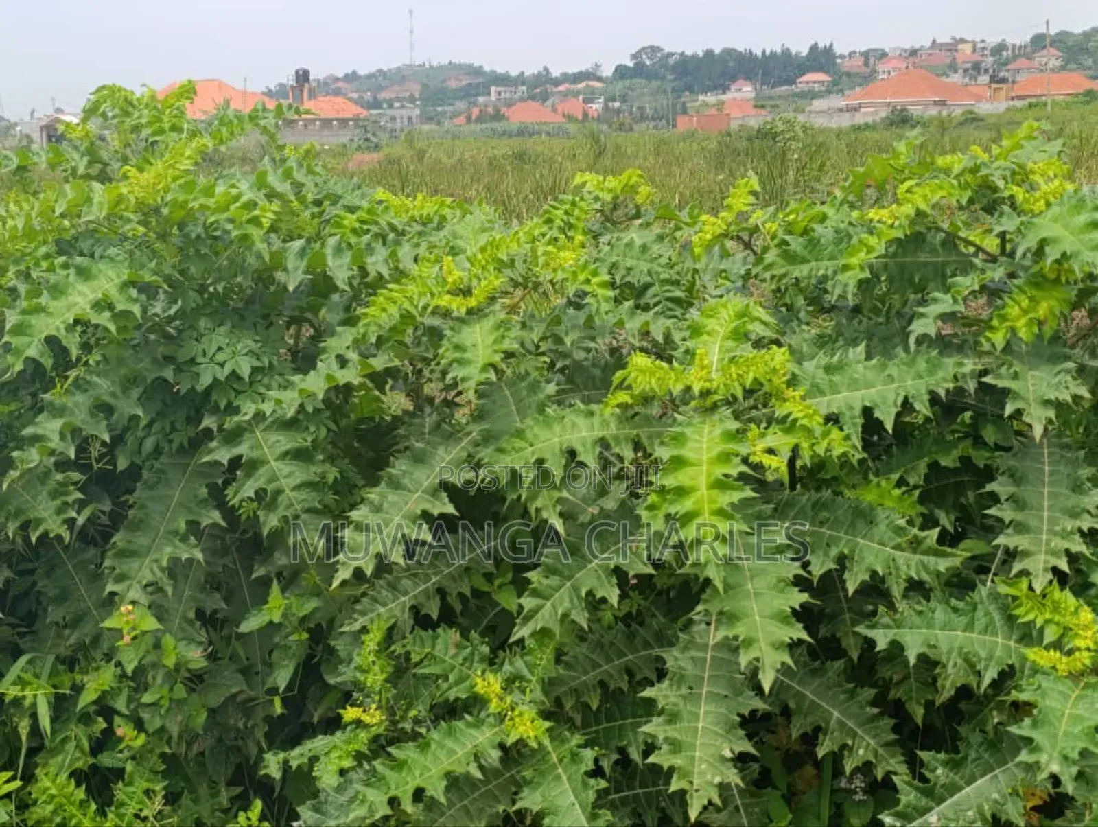Plot on Sale in Kyanja Kungu
