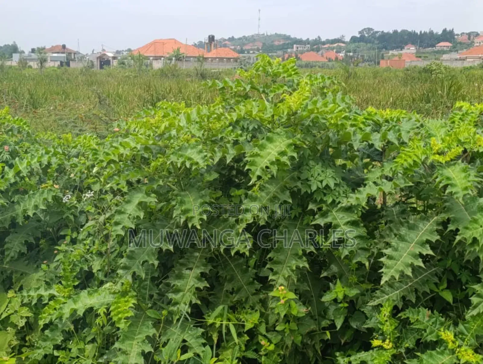 Plot on Sale in Kyanja Kungu