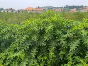 Plot on Sale in Kyanja Kungu