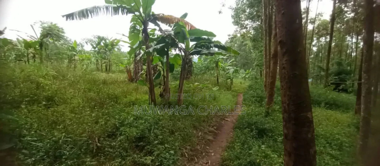 Land for Sale in Luwero
