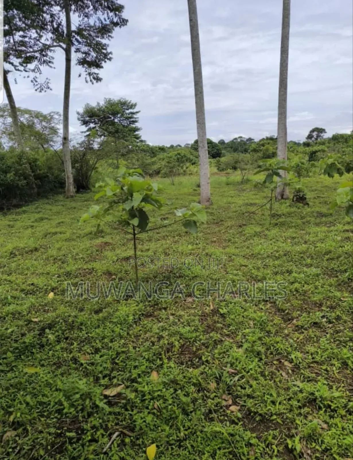 Land for Sale in Luwero