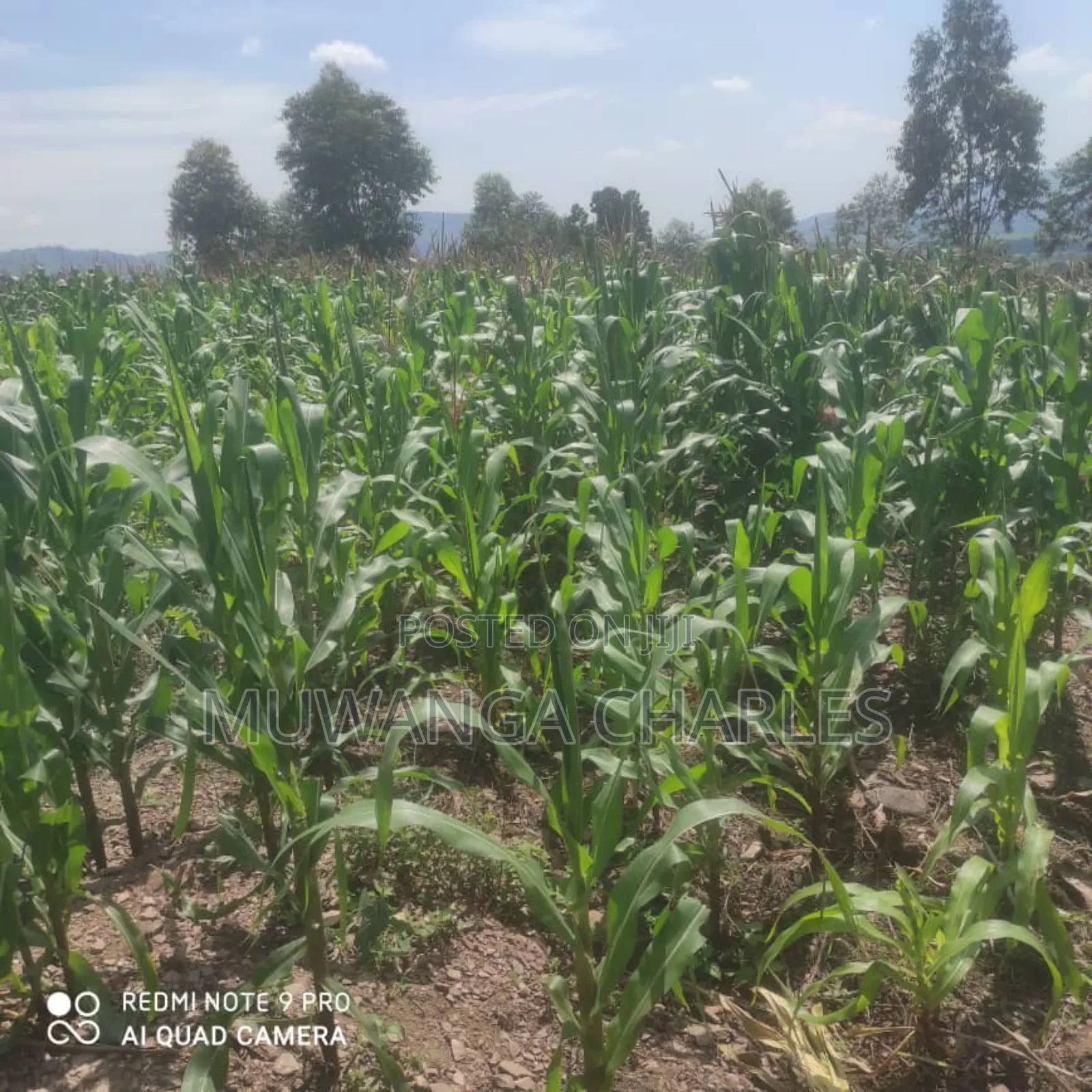 5acres for Sale in Bombo Road Kakerenge