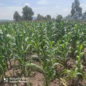 5acres for Sale in Bombo Road Kakerenge
