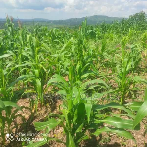 5acres for Sale in Bombo Road Kakerenge
