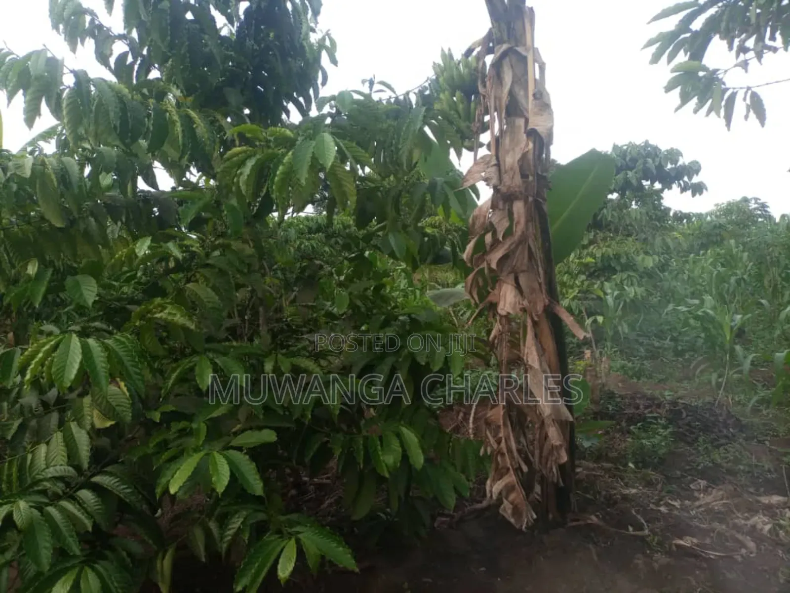 5acres for Sale in Bombo Road Migadde