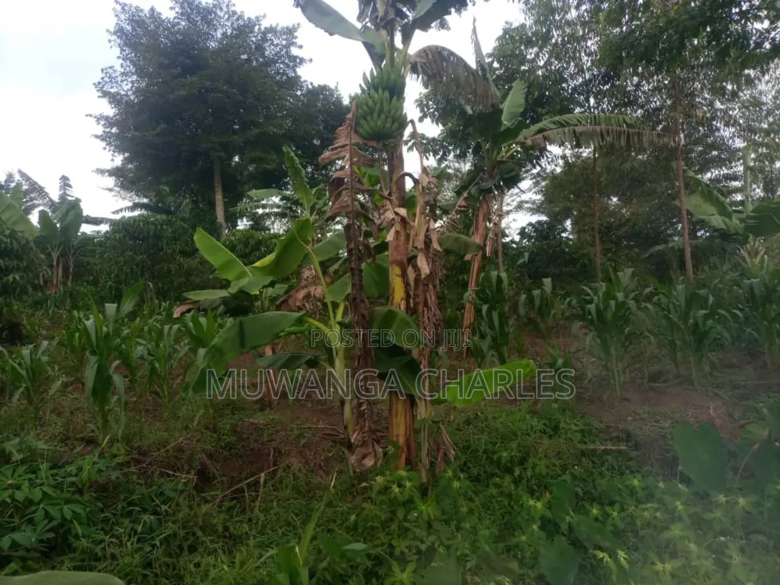 5acres for Sale in Bombo Road Migadde
