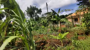 Entebbe Kabaale B Titled Land 100ft by 50 Ft on Tarmac Road
