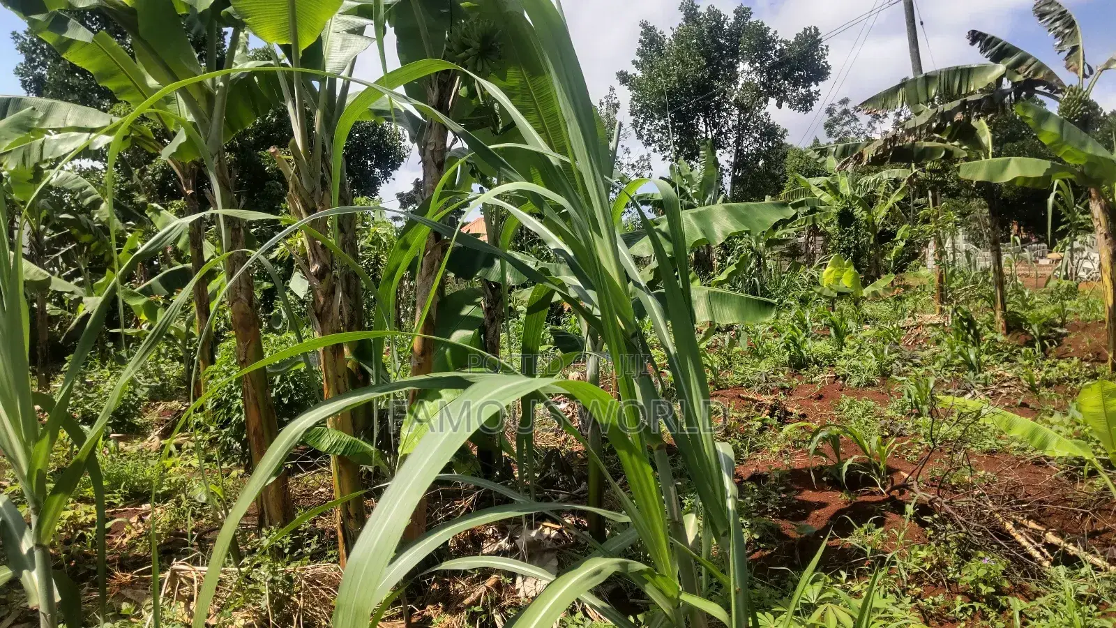 Entebbe Kabaale B Titled Land 100ft by 50 Ft on Tarmac Road