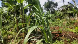 Entebbe Kabaale B Titled Land 100ft by 50 Ft on Tarmac Road