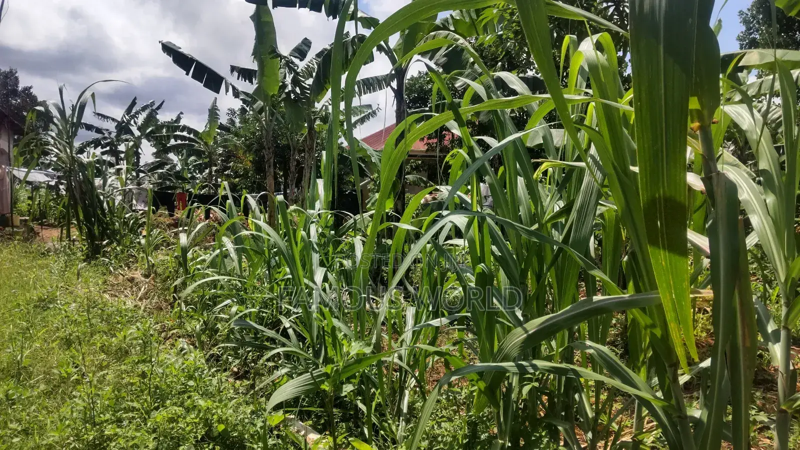 Entebbe Kabaale B Titled Land 100ft by 50 Ft on Tarmac Road