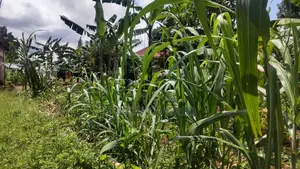 Entebbe Kabaale B Titled Land 100ft by 50 Ft on Tarmac Road