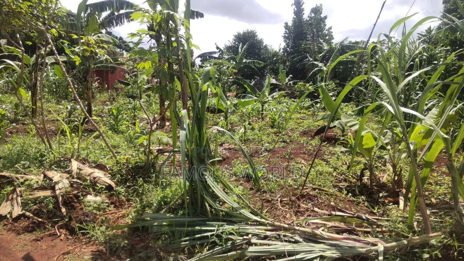 Entebbe Kabaale B Titled Land 100ft by 50 Ft on Tarmac Road