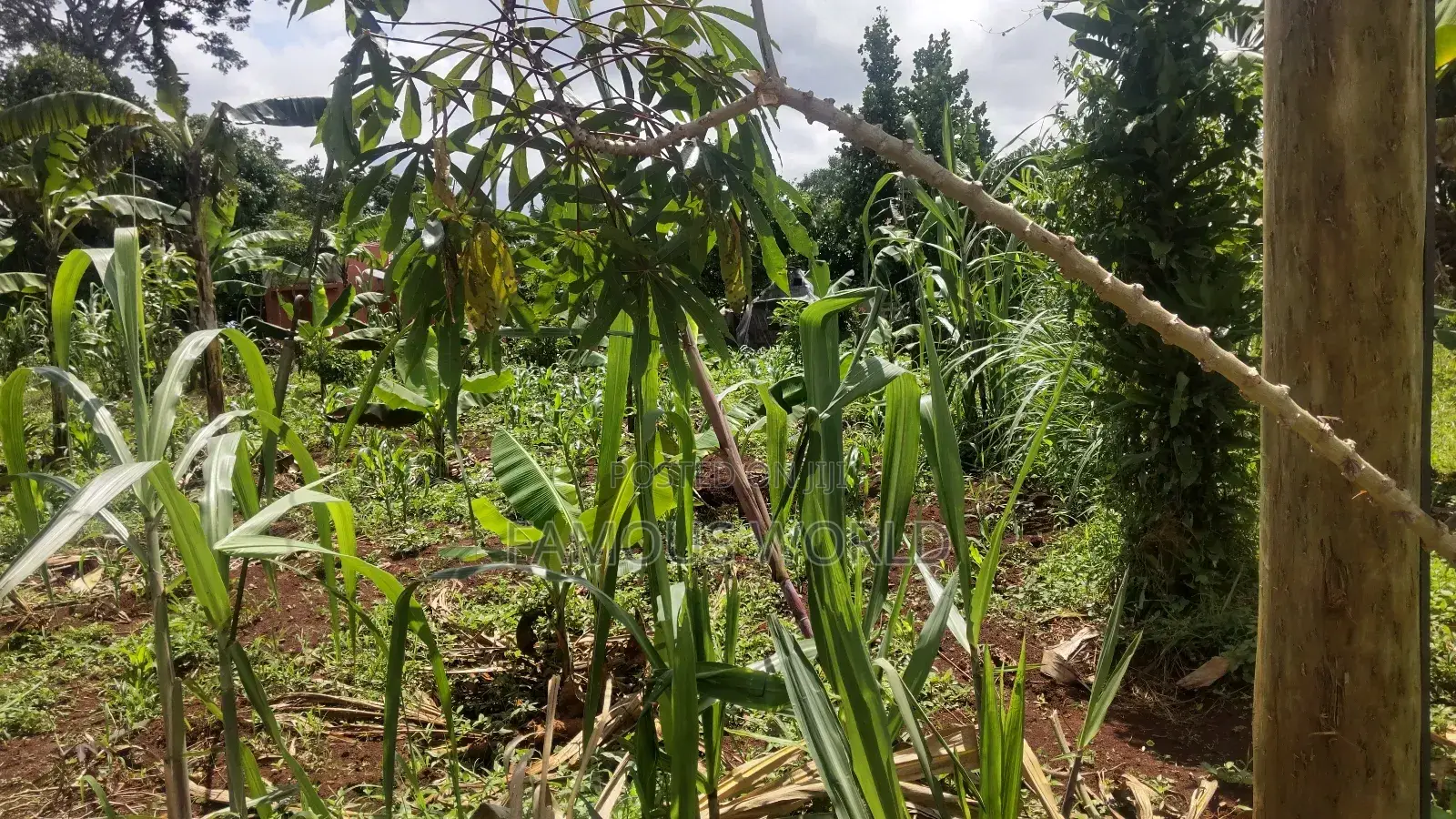 Entebbe Kabaale B Titled Land 100ft by 50 Ft on Tarmac Road