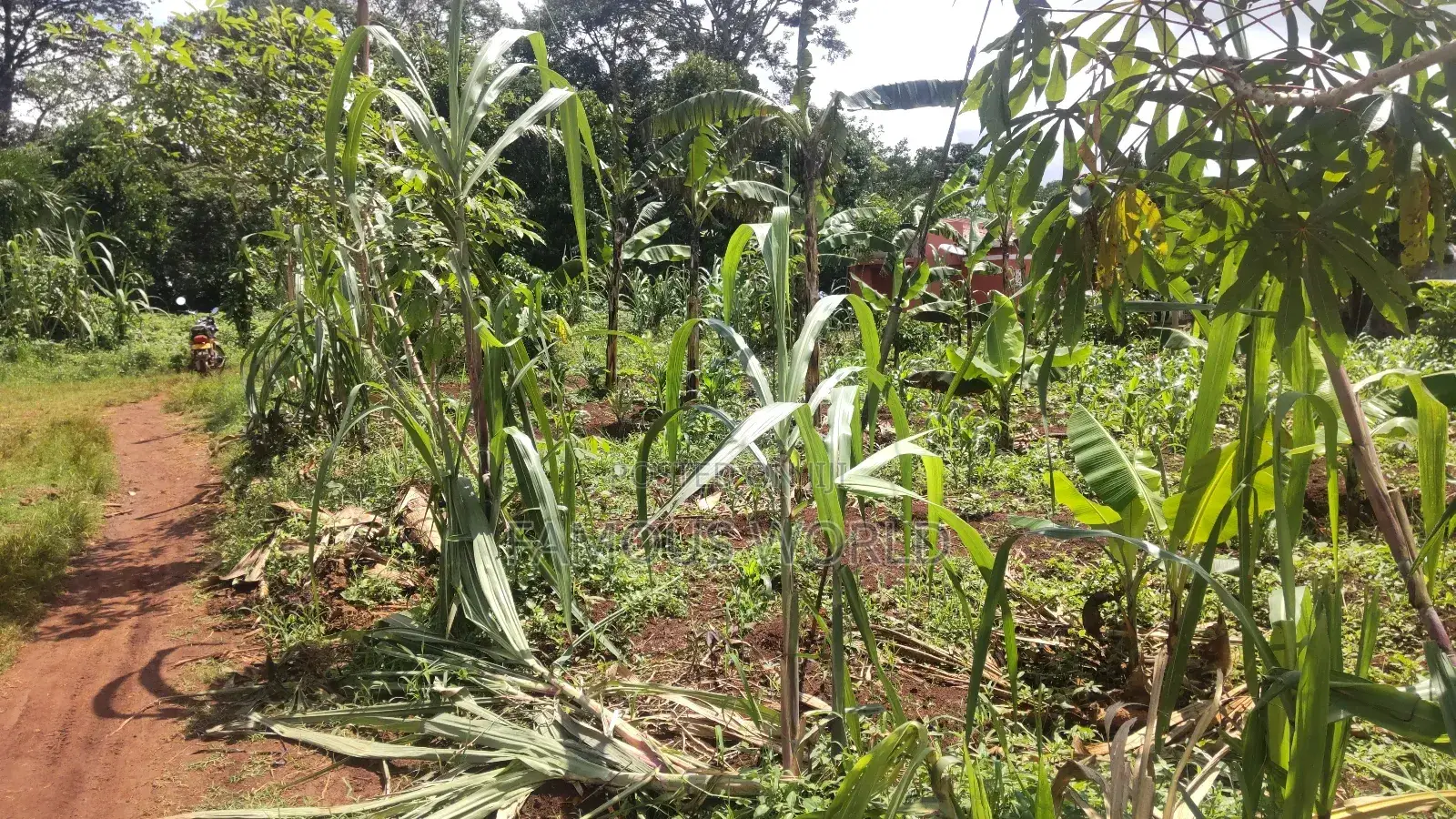 Entebbe Kabaale B Titled Land 100ft by 50 Ft on Tarmac Road