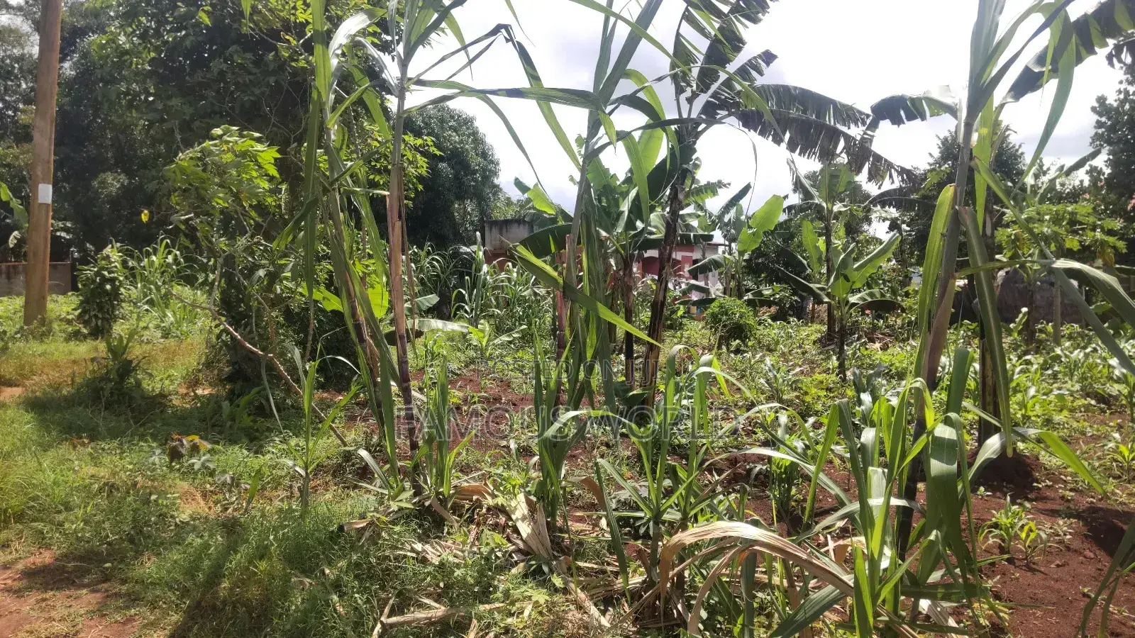 Entebbe Kabaale B Titled Land 100ft by 50 Ft on Tarmac Road