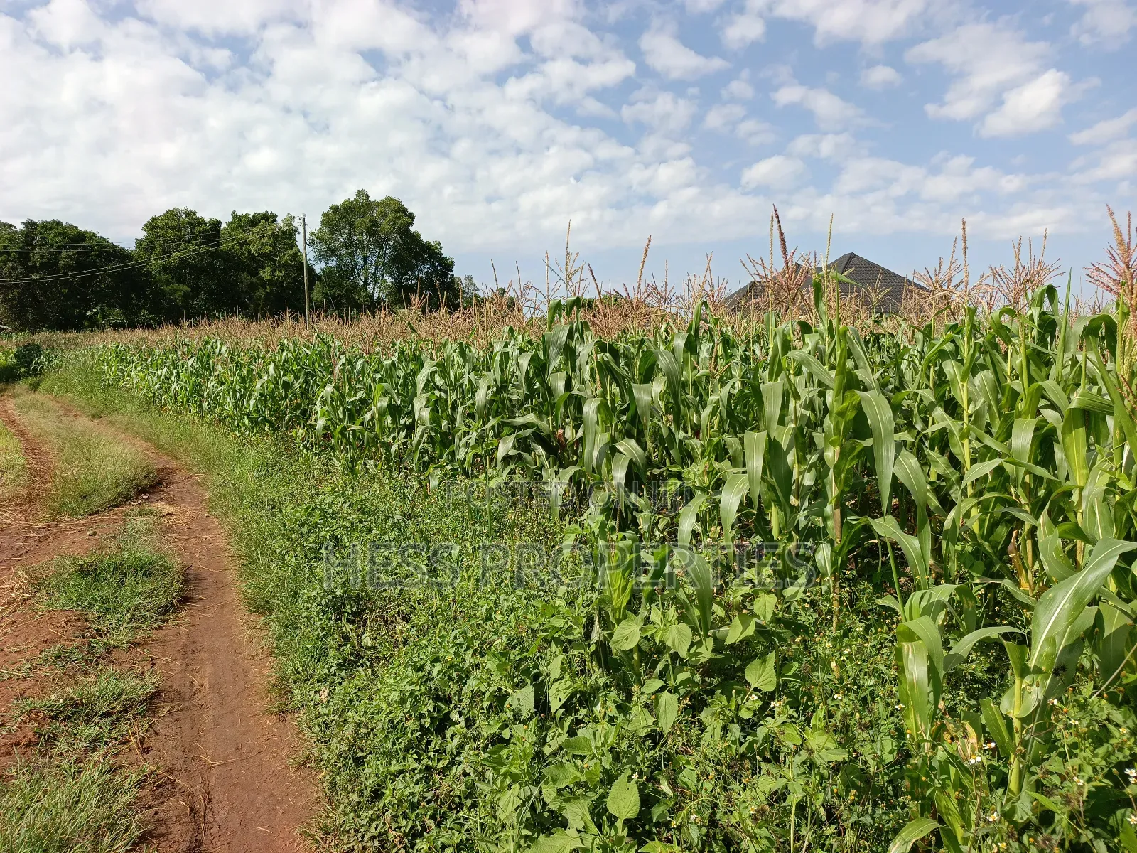43acres of Land on Sale Located in Kyenjojo District