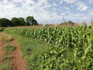 43acres of Land on Sale Located in Kyenjojo District