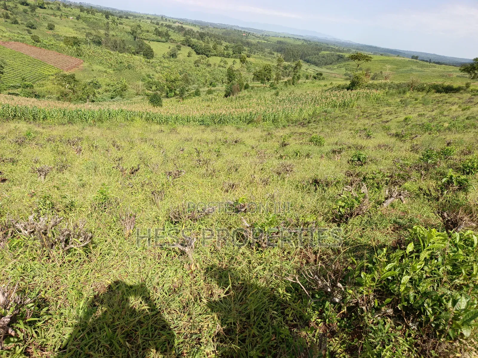43acres of Land on Sale Located in Kyenjojo District