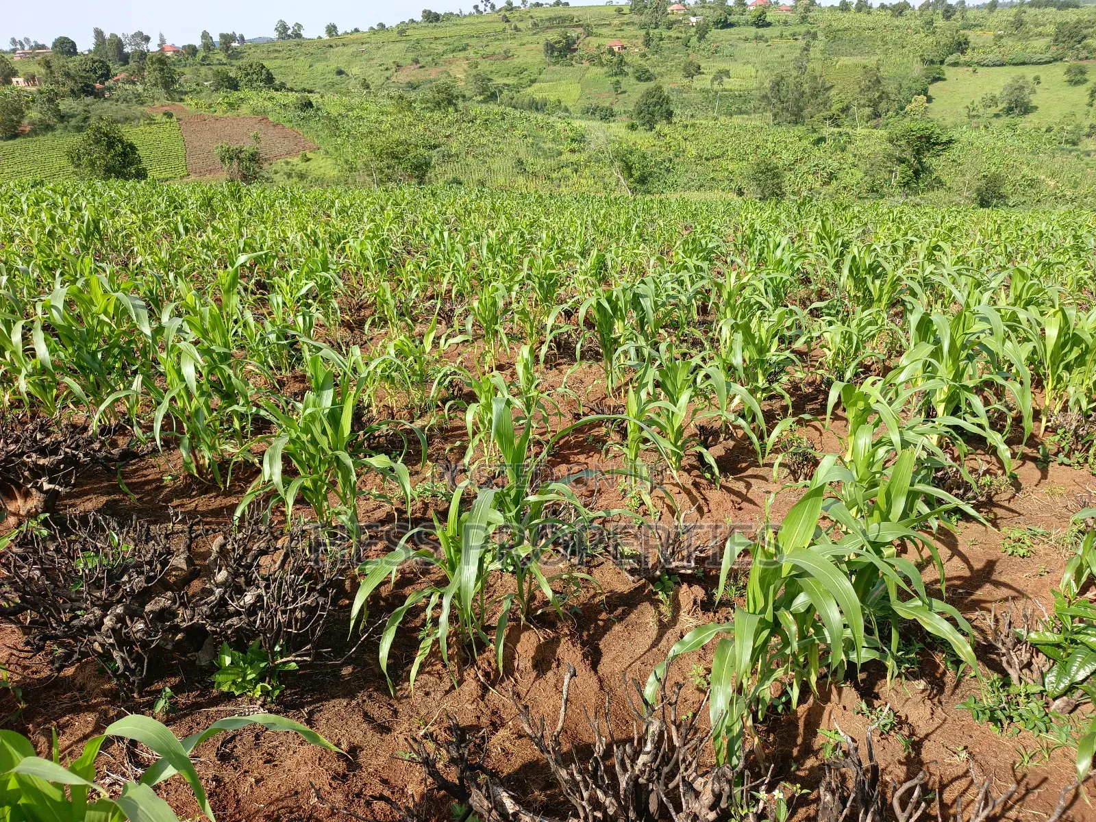 43acres of Land on Sale Located in Kyenjojo District