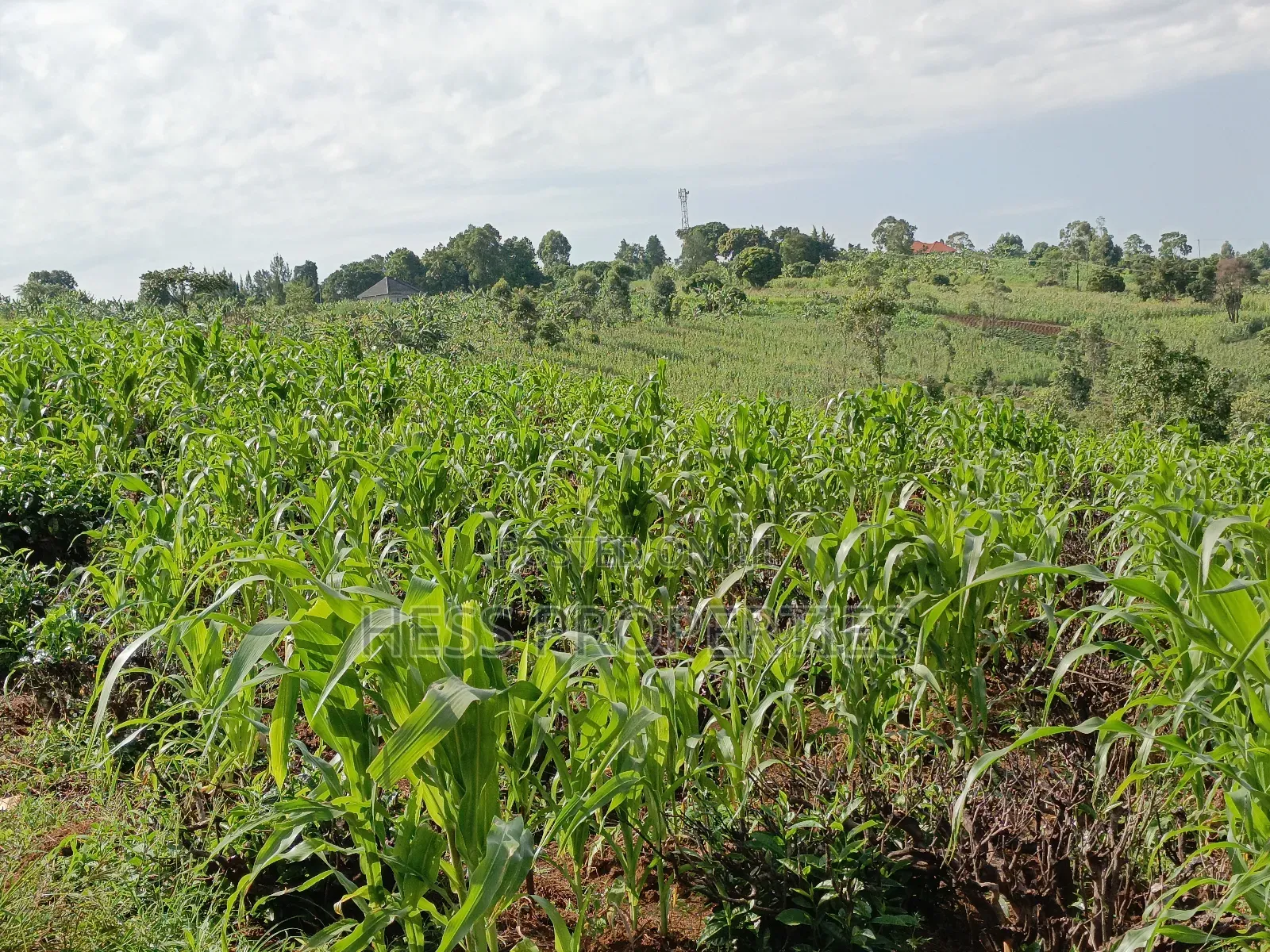 43acres of Land on Sale Located in Kyenjojo District