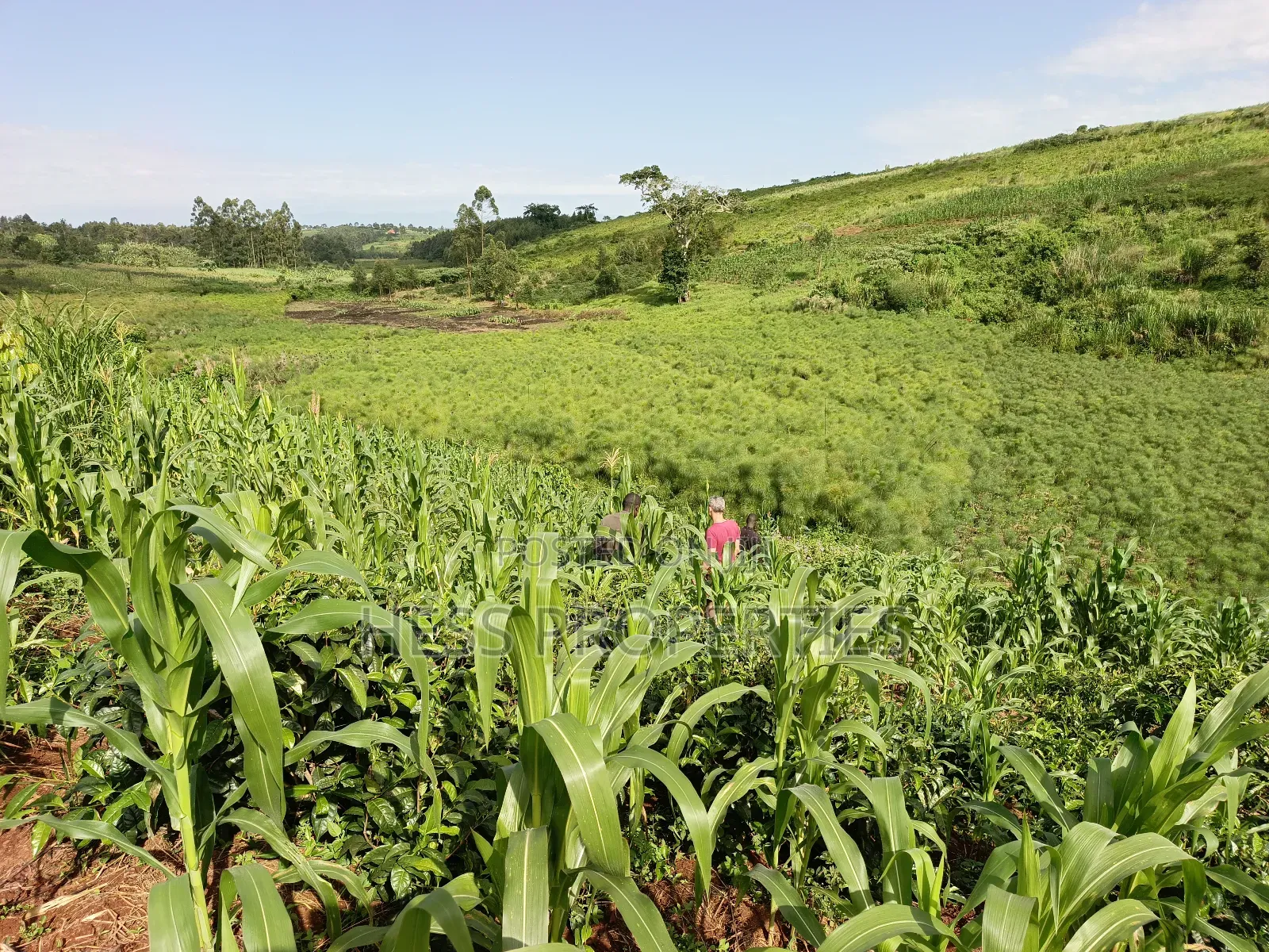43acres of Land on Sale Located in Kyenjojo District
