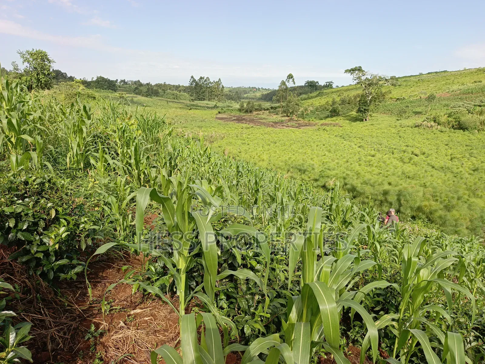 43acres of Land on Sale Located in Kyenjojo District