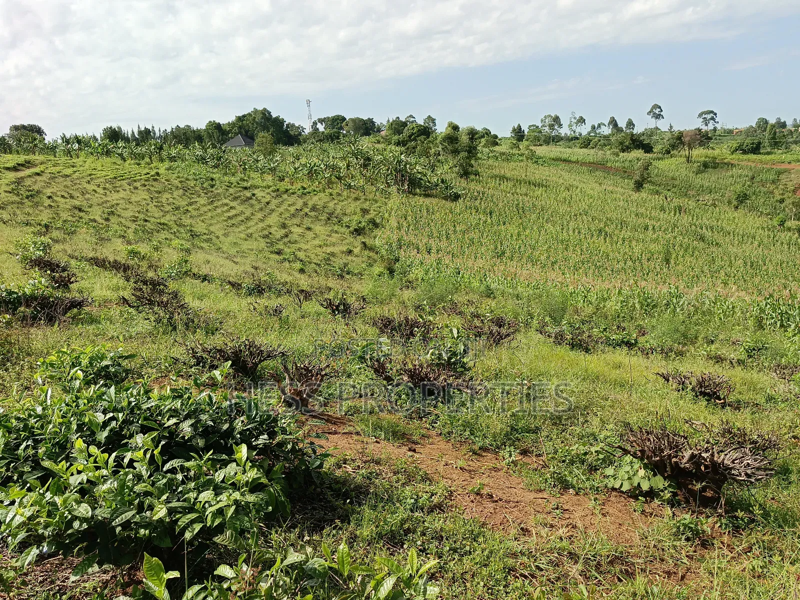 43acres of Land on Sale Located in Kyenjojo District