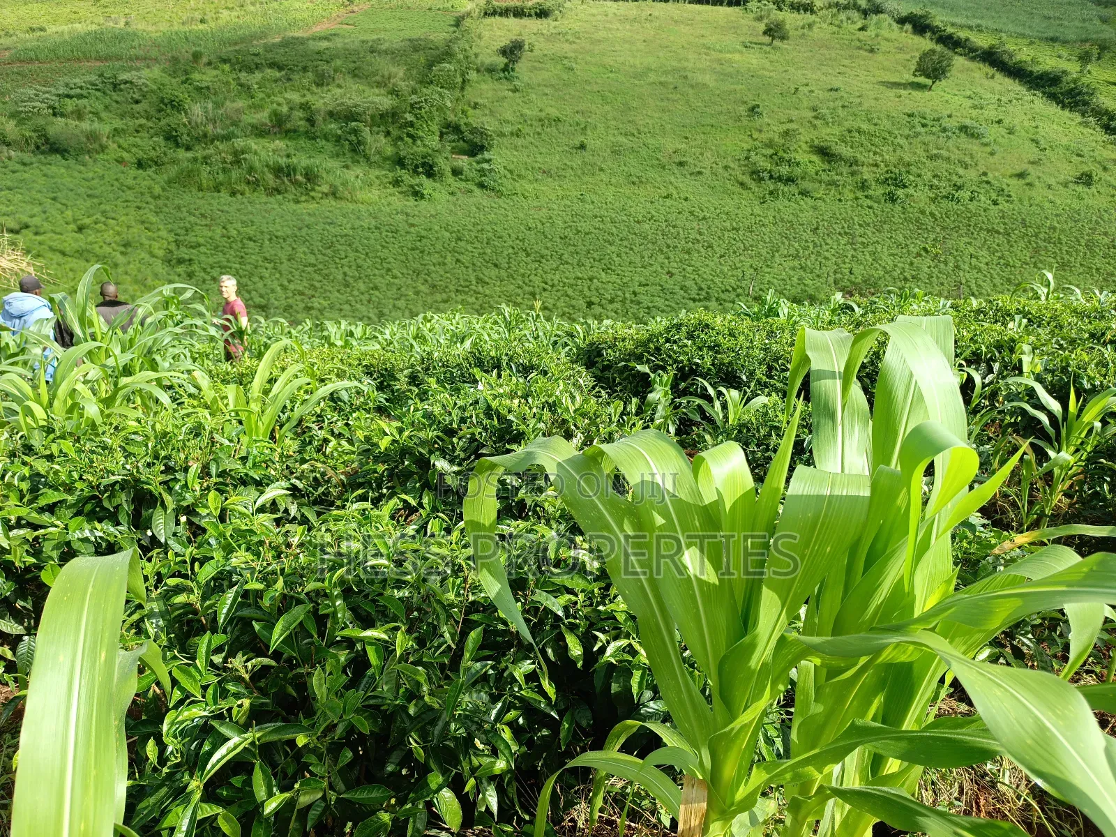 43acres of Land on Sale Located in Kyenjojo District