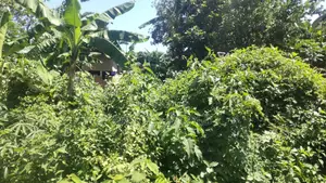 Nkumba Lake View Plot for Sale