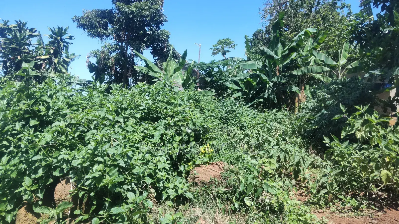 Nkumba Lake View Plot for Sale
