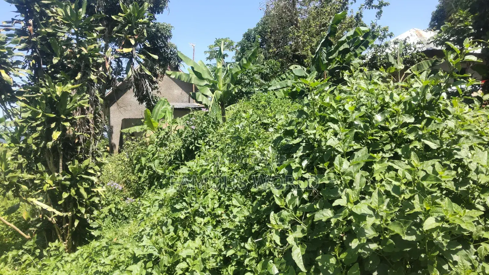 Nkumba Lake View Plot for Sale