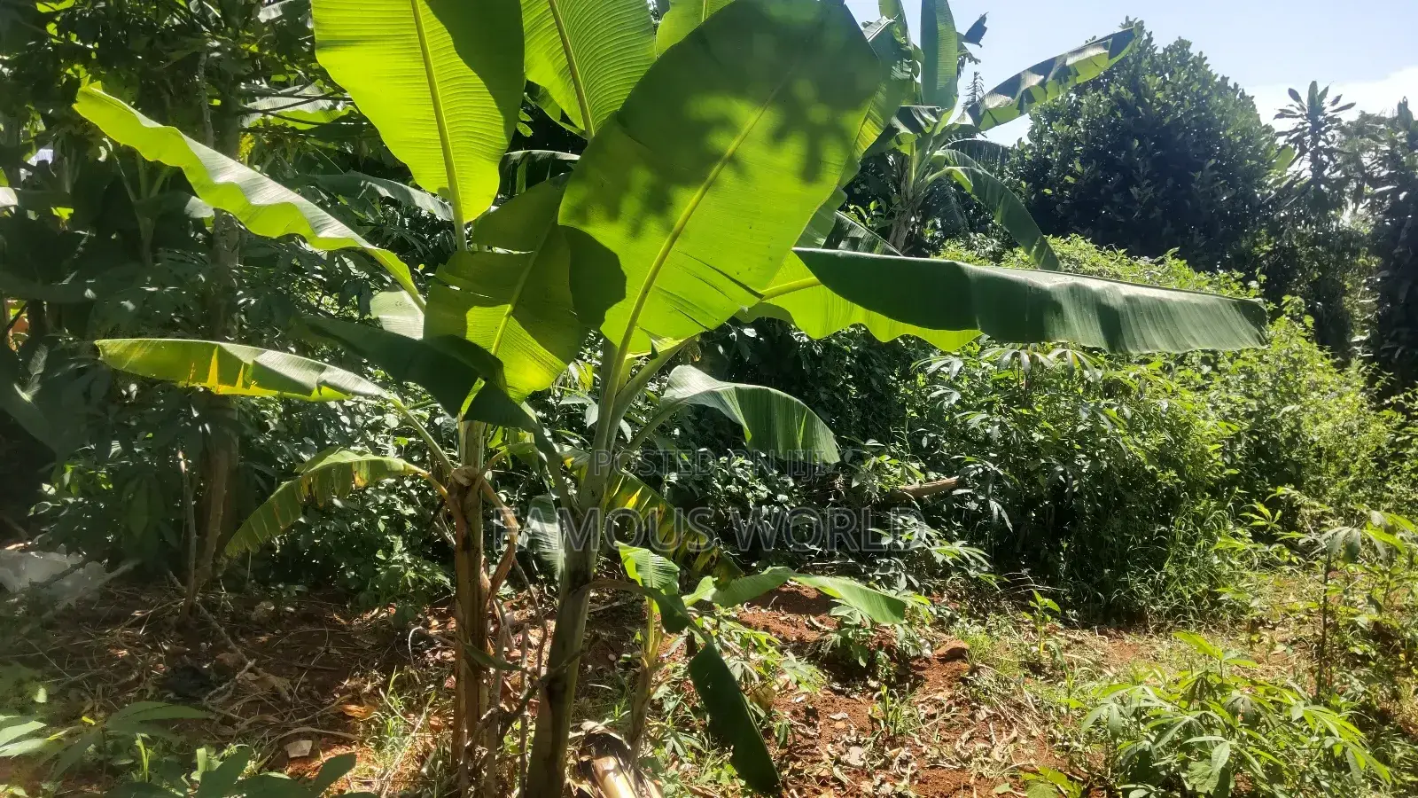 Nkumba Lake View Plot for Sale